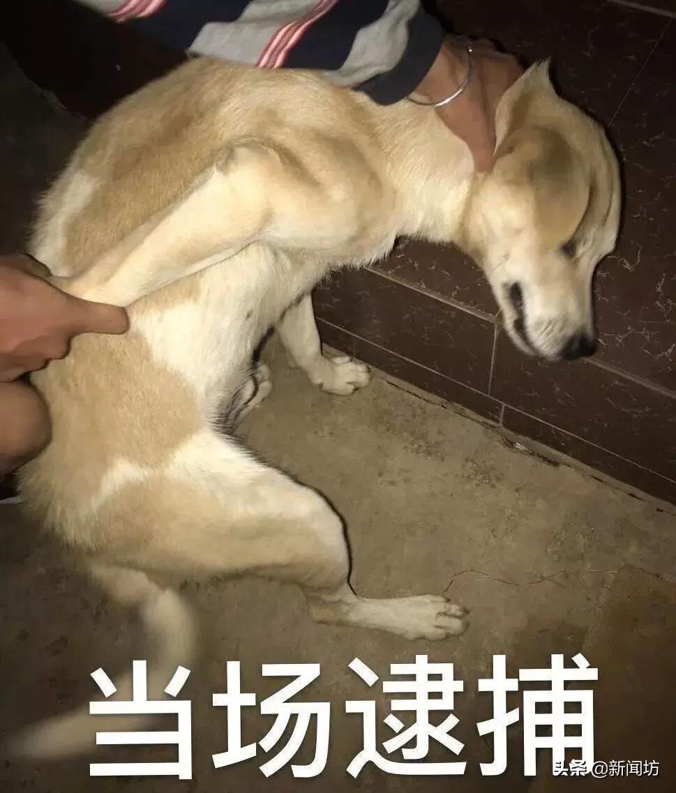 你的肚脐眼是凸出来的？上海地铁早高峰，一男子戴上粉色头盔，偷偷…