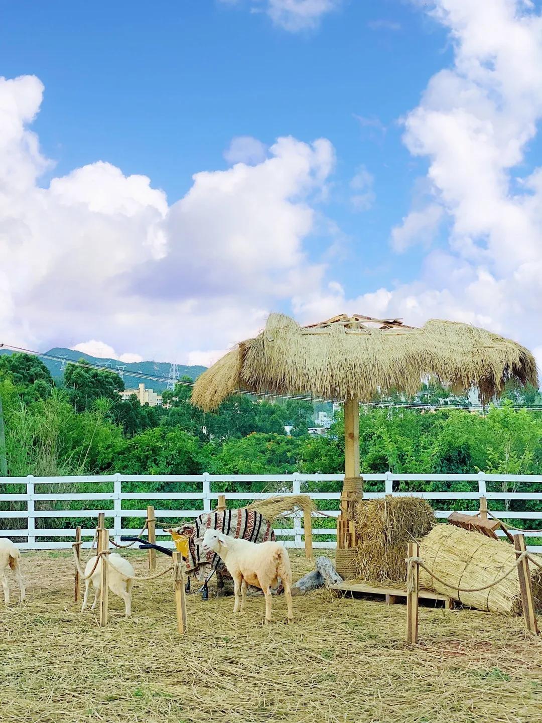 收藏!刷爆小红书的深圳济州岛绵羊牧场咖啡厅,256G都不够拍