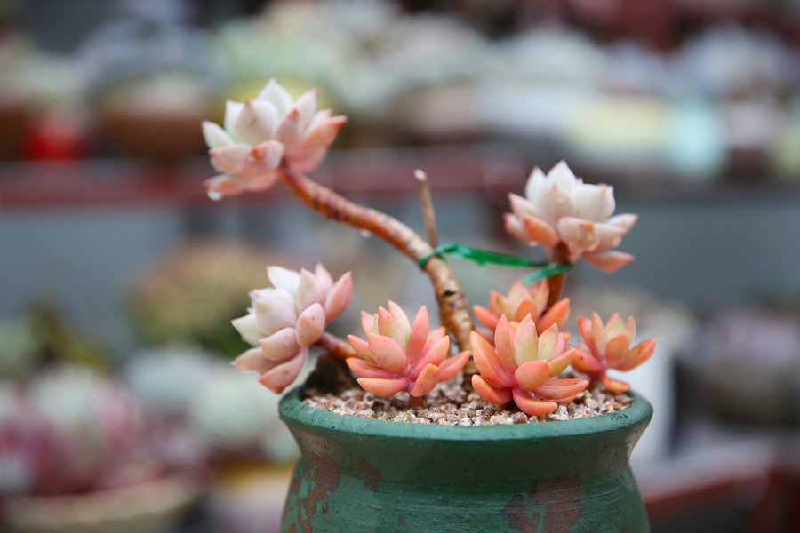 多肉植物干枯了还有办法补救吗,多肉植物茎枯萎怎么救活