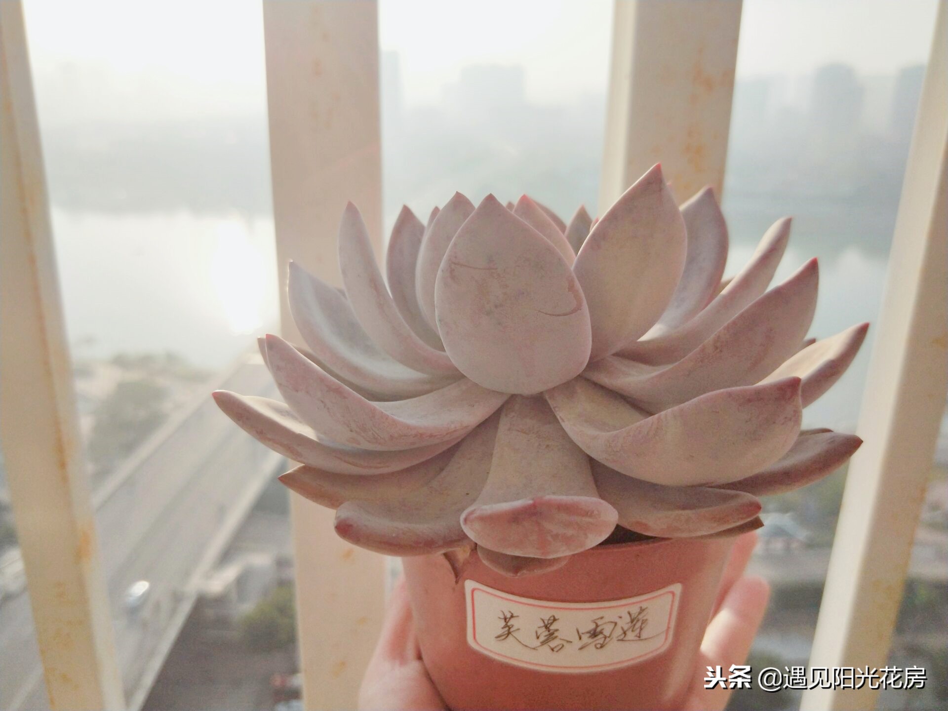 多肉芙蓉雪莲出状态,多肉芙蓉雪莲长侧芽怎么处理掉呢