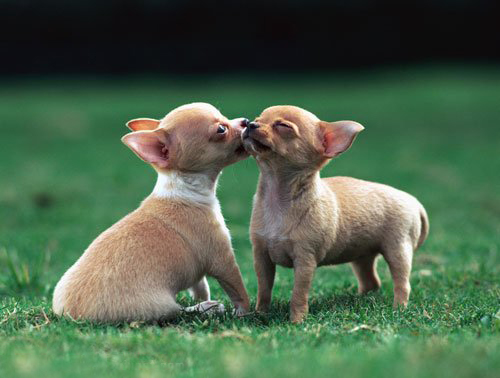 寻根问祖系列（116）：吉娃娃（Chihuahua）