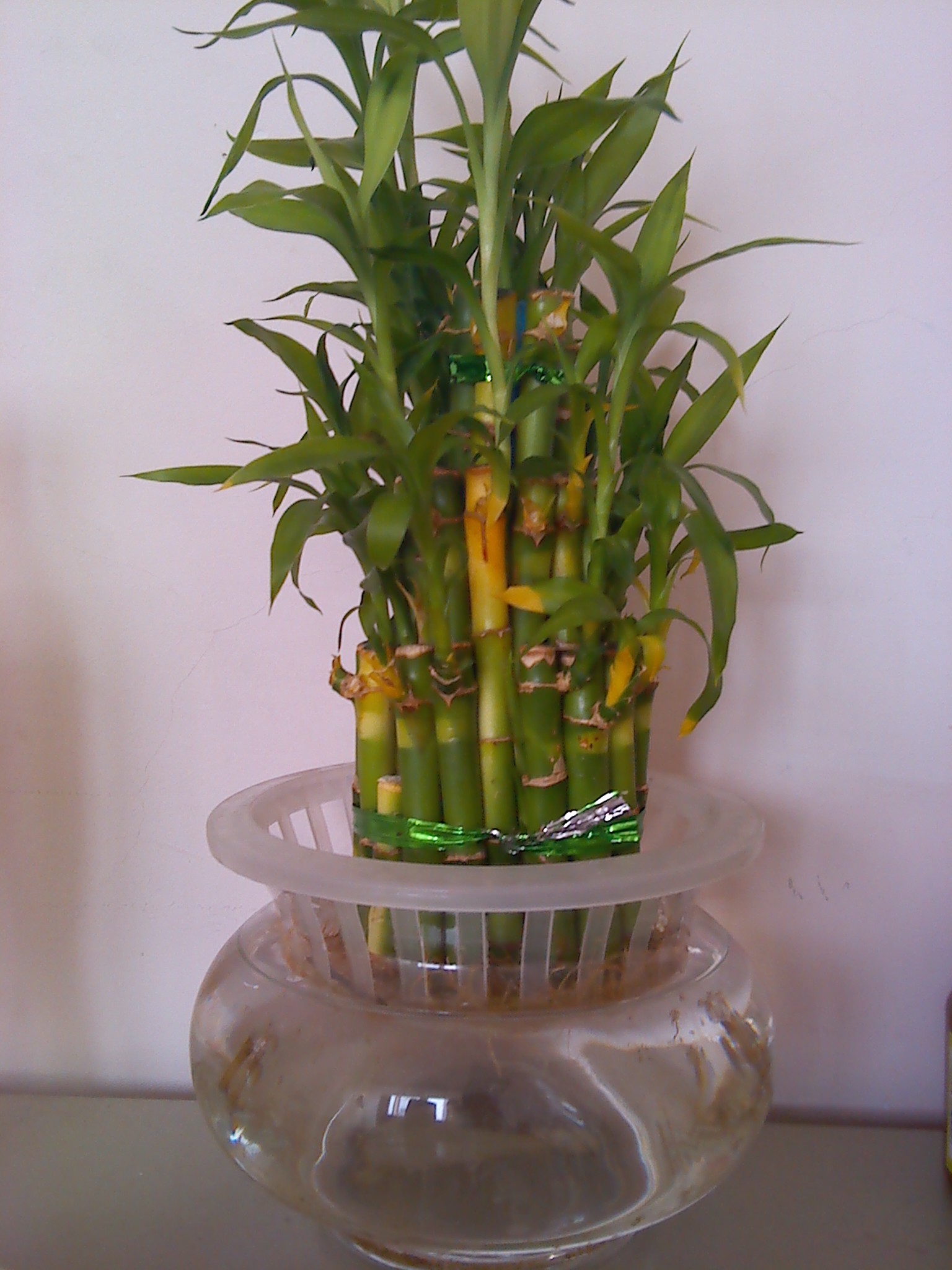 富贵竹变黄什么问题,富贵竹突然有一棵黄了是怎么回事