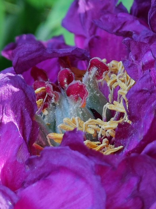 荣耀v20能微距拍照嘛,荣耀v20的相机微距在哪里