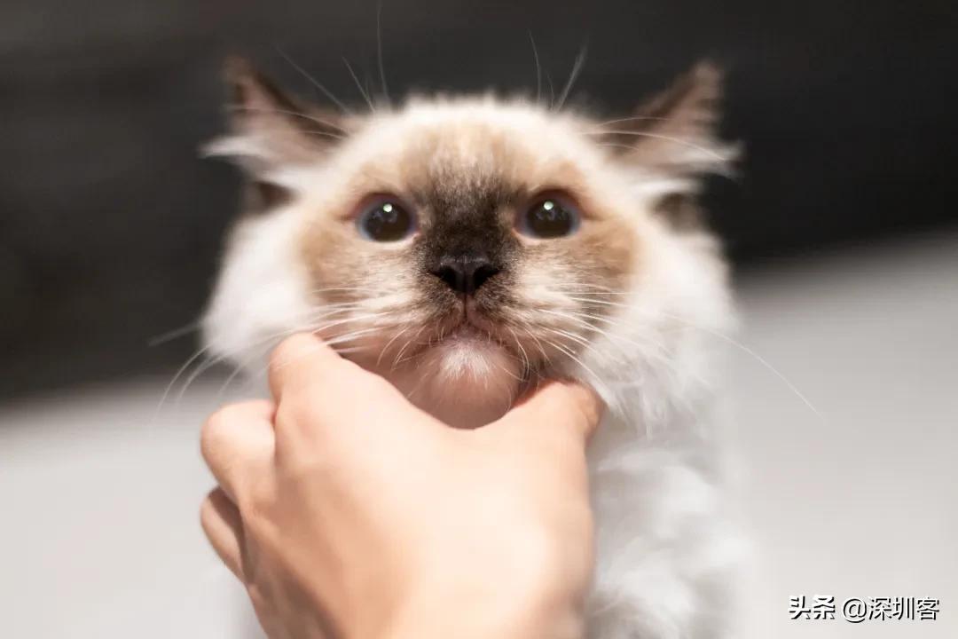 深圳猫市,深圳猫