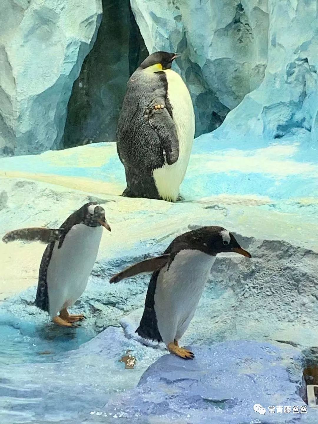 广州长隆攻略两天一夜住哪个酒店,去珠海长隆前一天下午游玩攻略