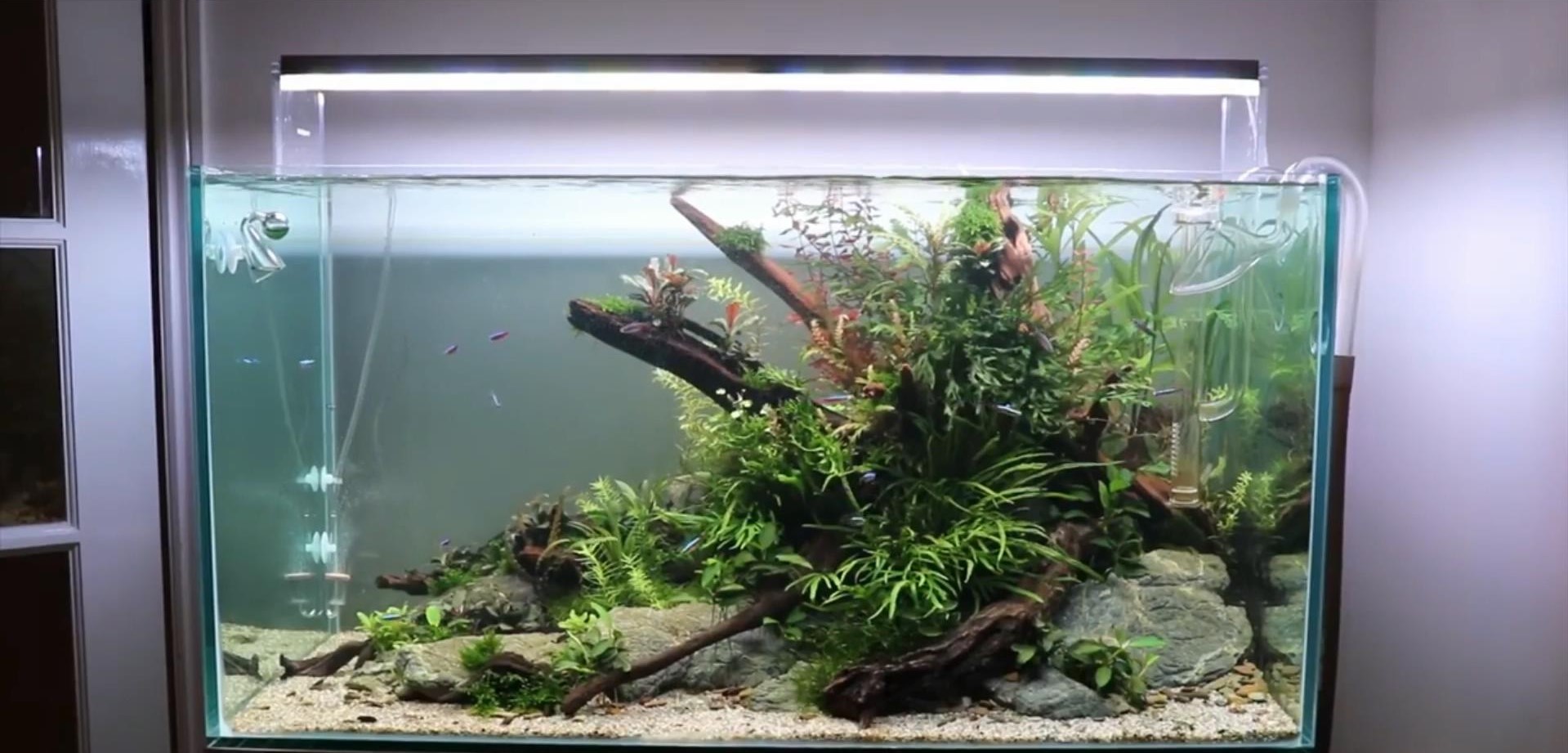 沉木草缸入门造景,50厘米草缸入门造景