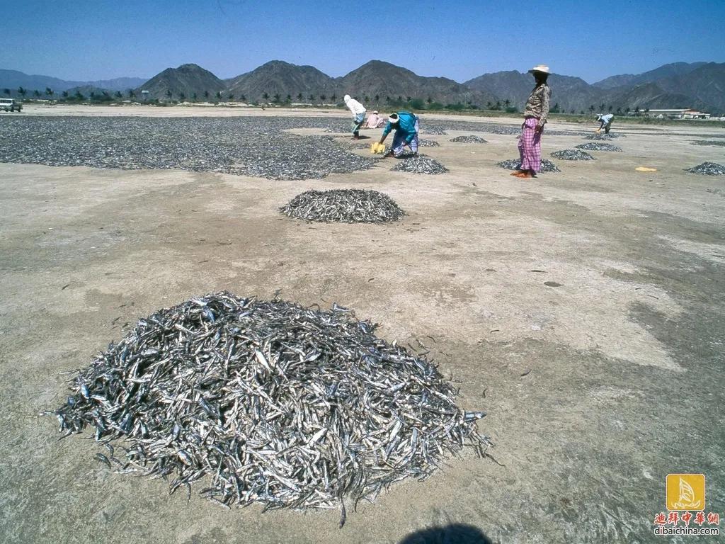 阿联酋椰枣好吃吗,阿联酋有什么特产