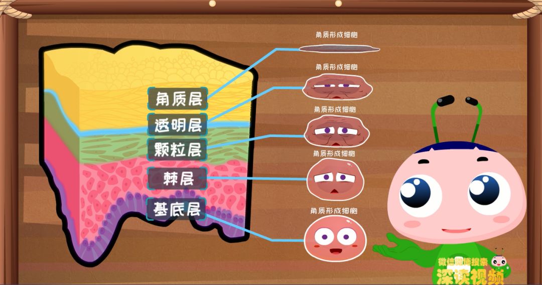 银屑病为什么会有鳞屑脱落,皮屑好治吗