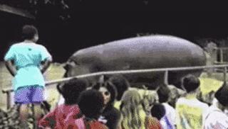 汗血宝马暴躁视频,汗血宝马的暴脾气