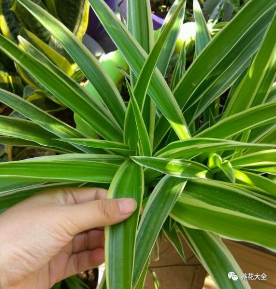 绿萝与铜钱草四季养护,怎么让铜钱草长得和绿萝一样