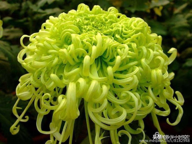 关于重阳节菊花的诗句,重阳节诗情画意