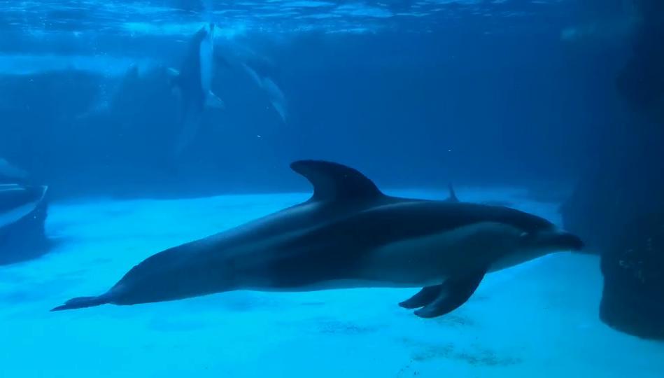 横琴奏一曲：瑜家的温馨丨初夏.珠海后花园畅游记