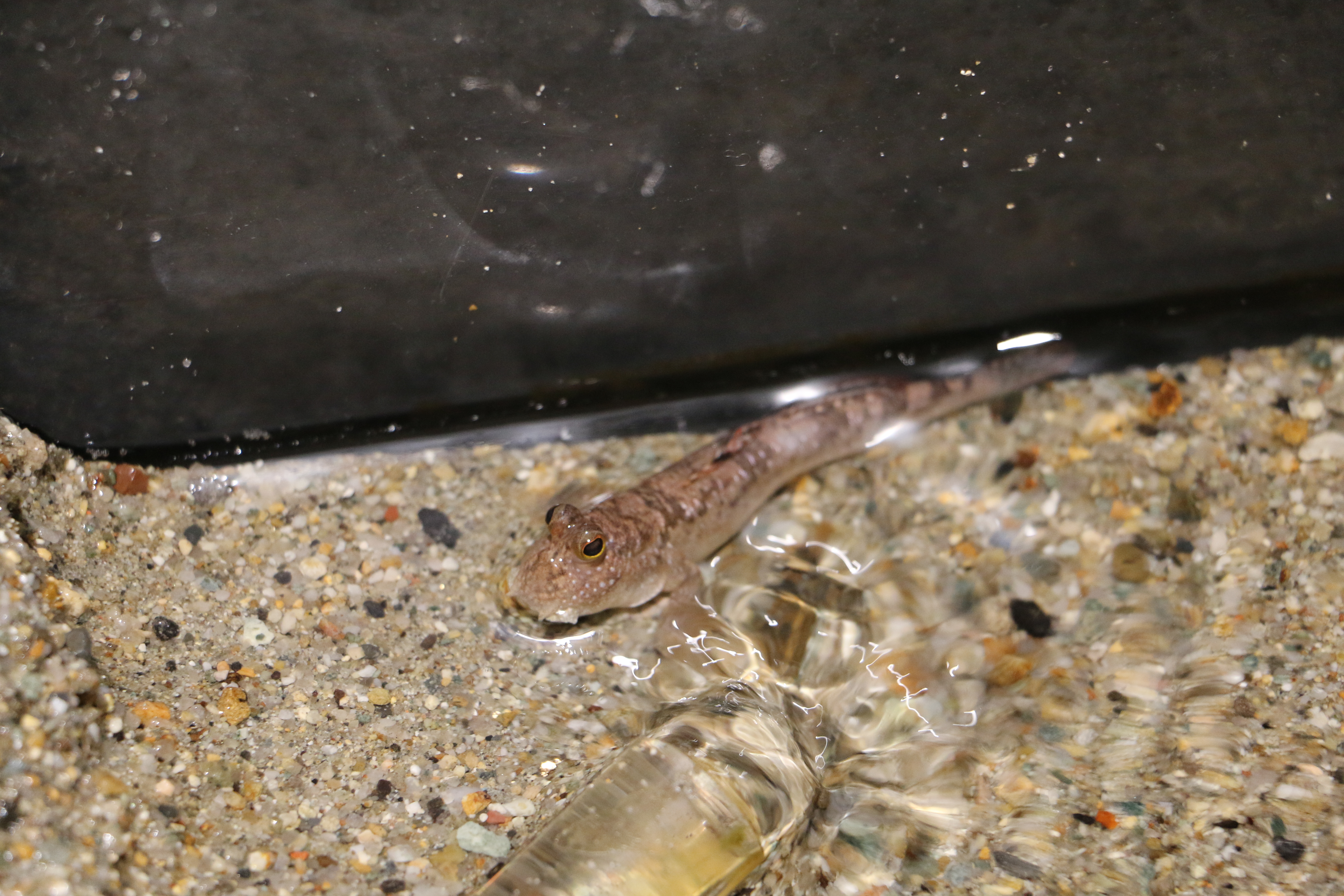 日本奈良自由行详细攻略,日本大阪京都自由行路线