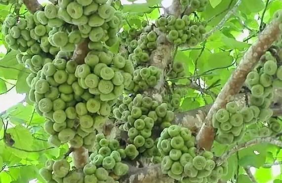 无花果只有叶子没有果子,纯天然无花果的味道