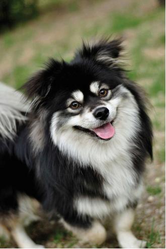 狗狗吃盐掉毛怎么补救,吃盐的狗狗