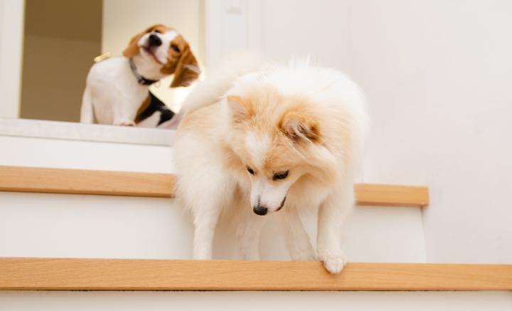 小博美腿突然僵硬了怎么回事,小博美后腿有点瘸怎么回事