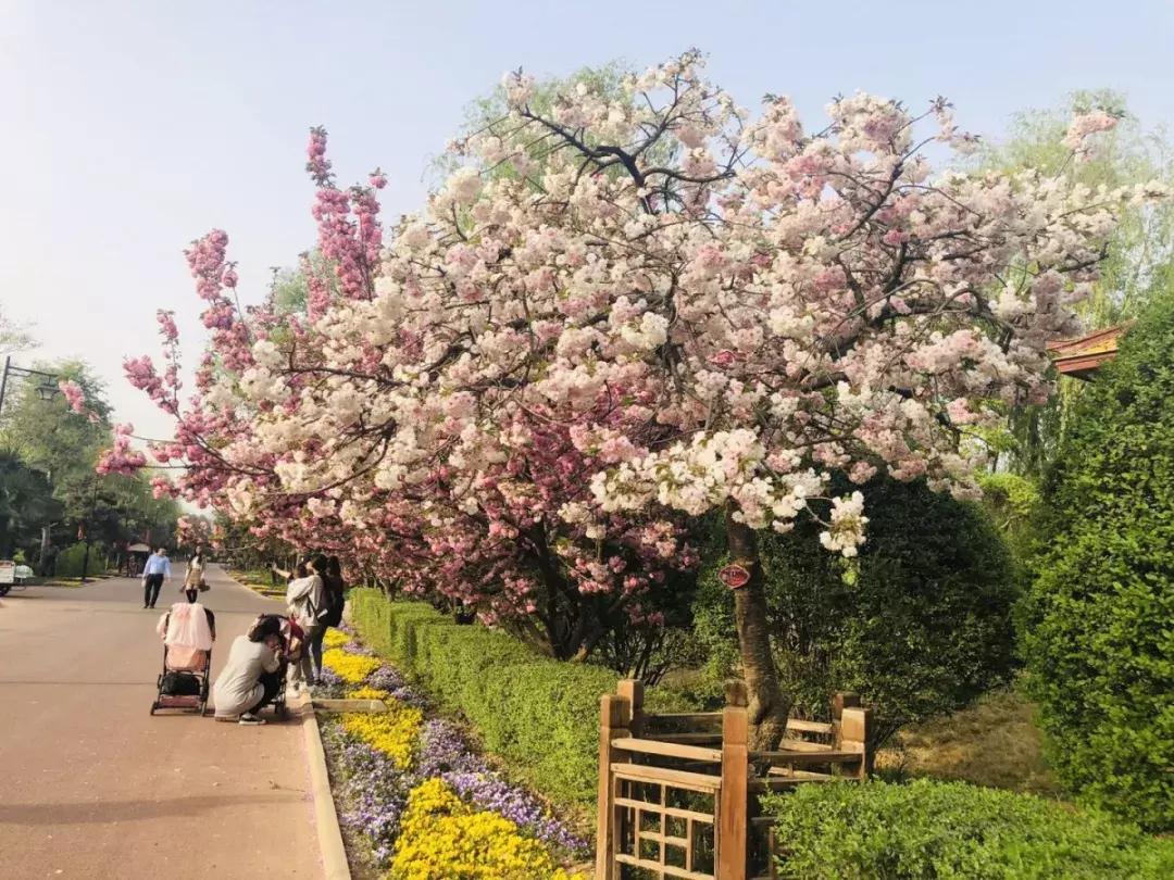 美若仙境免费,美若仙境公园怎样去