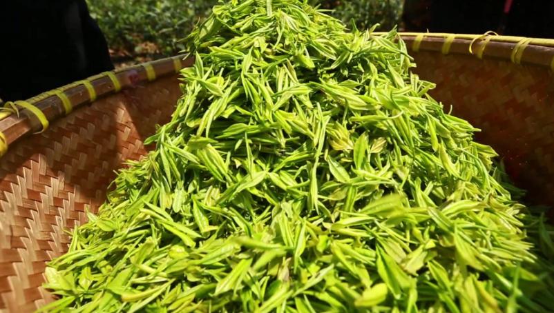 网上买茶叶好还是在茶农家买好,茶叶从网上买好还是茶叶店好