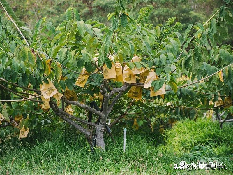目前释迦最好的品种,粉色释迦