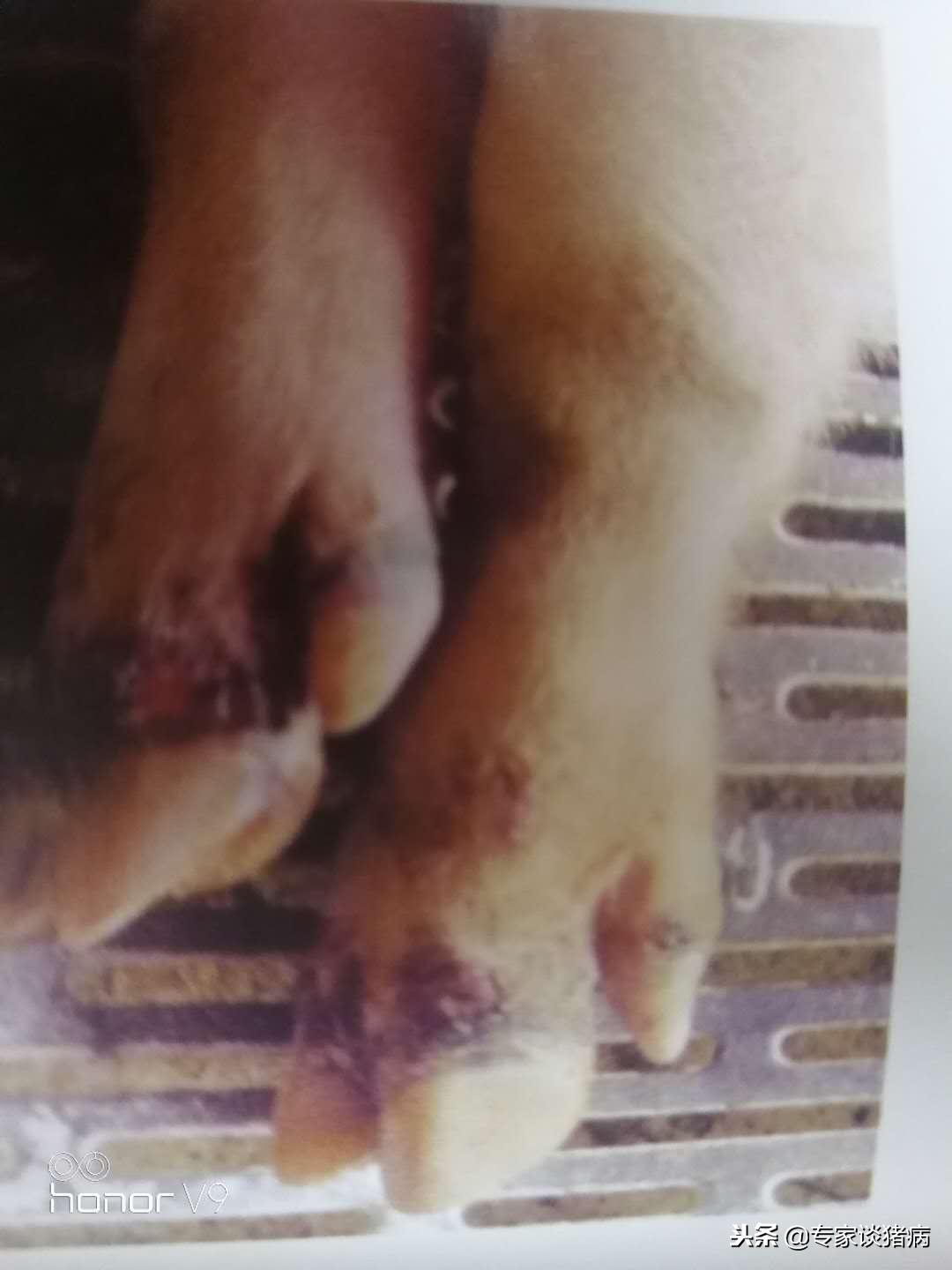 猪场口蹄疫猪会全部发病吗,猪群中发生口蹄疫怎么办