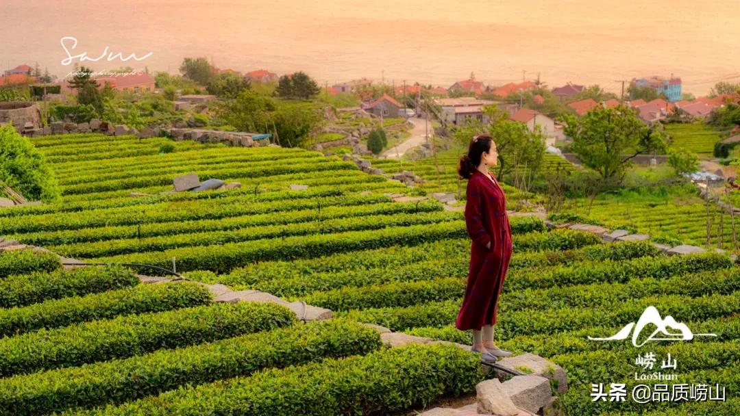 崂山茶特色,简单也许是最好的