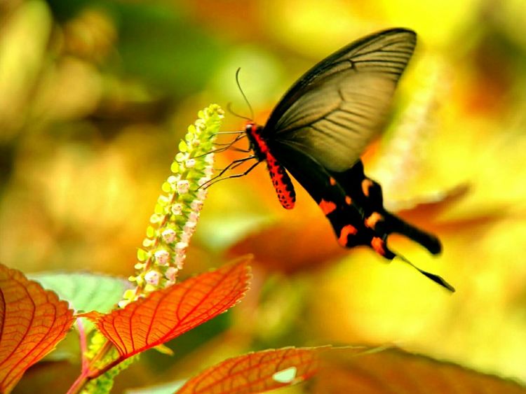 原创蝴蝶恋花,蝶恋花蝴蝶原唱