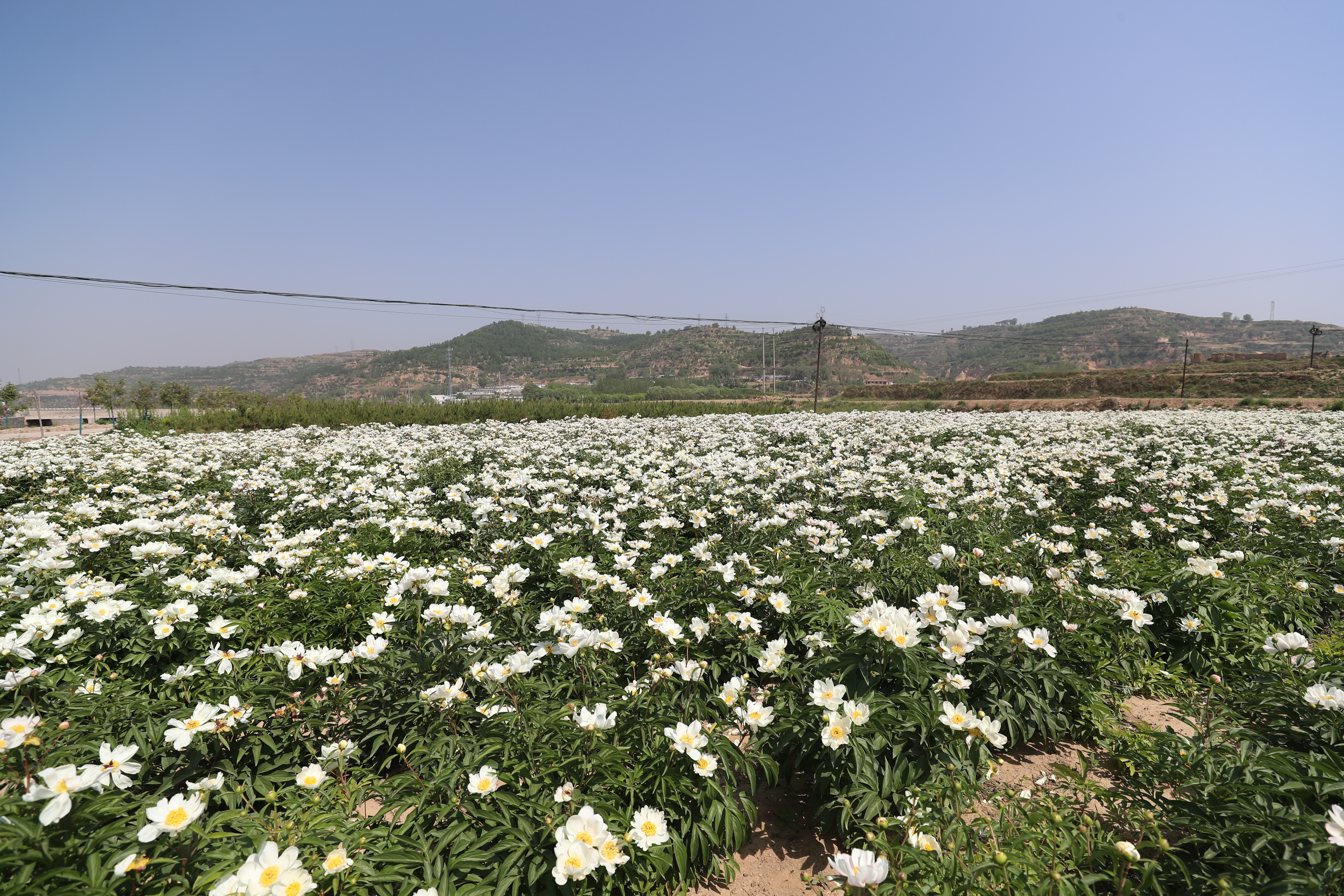 种下致富草，浑身都是宝，离石区多重利好促中药材产业健康发展