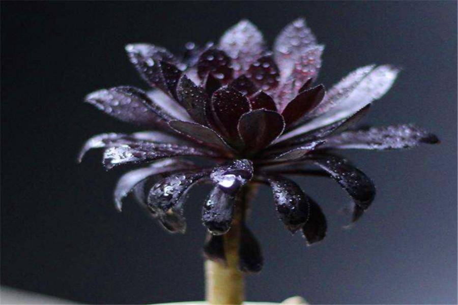 想让多肉出颜色,想让多肉快速上色