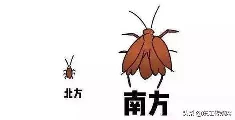 夏天最爱登门拜访惠州人的虫子，满屏全都是惊吓