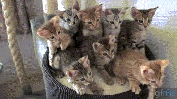 猫咪省钱好物维生素,猫咪必买的10种单品