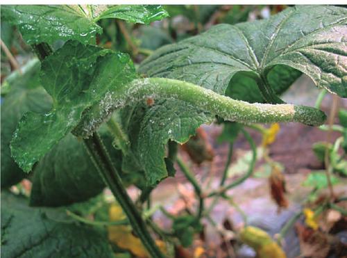 苦瓜疫病用什么药好得快,苦瓜黑斑病图片及治疗方法