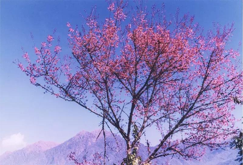 腾冲樱花谷景区,腾冲樱花谷