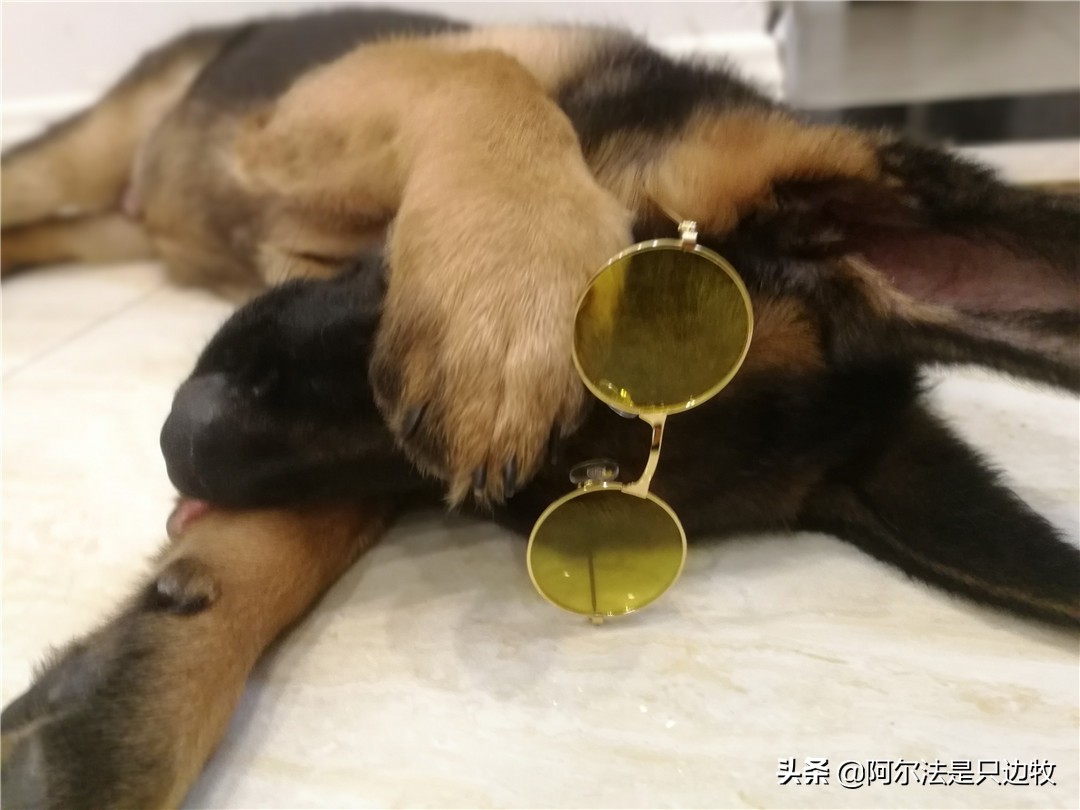 德牧讨人嫌,德牧为啥那么温顺