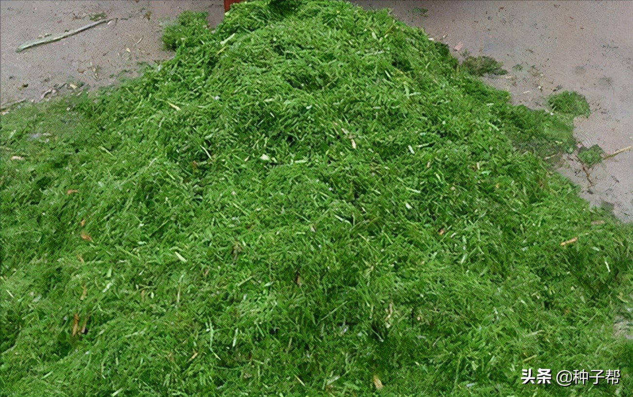 新品种高粱一亩能产多少斤,种植什么品种的高粱收益高