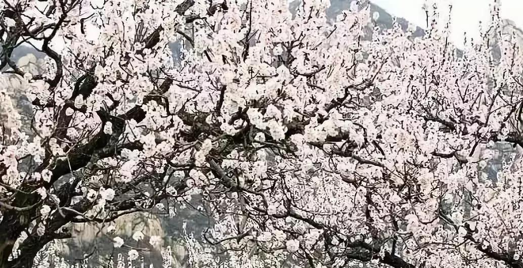 天津赏花好玩的公园,天津东丽湖哪里可以赏花