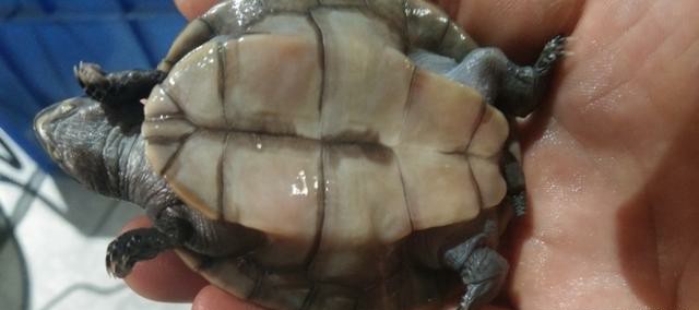 黄头侧颈龟到底能不能养,养黄头侧颈龟适合造景么