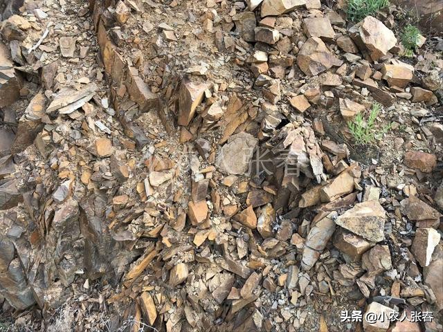 樱桃爸爸打了娇娇一巴掌,樱桃爸爸怒扇耳光