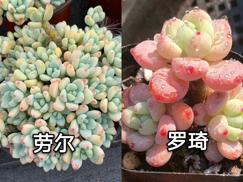 让人脸盲容易混淆的多肉品种10组，这些你都能分得清楚吗？