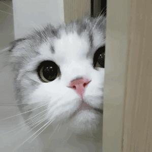 笑宠猫粮这个牌子怎么样,猫粮推荐什么牌子比较好