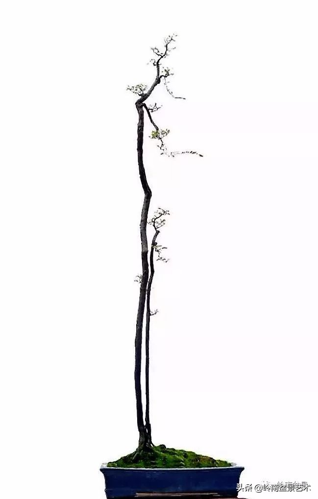 杂木盆景也毫不逊色,杂木盆景值钱吗