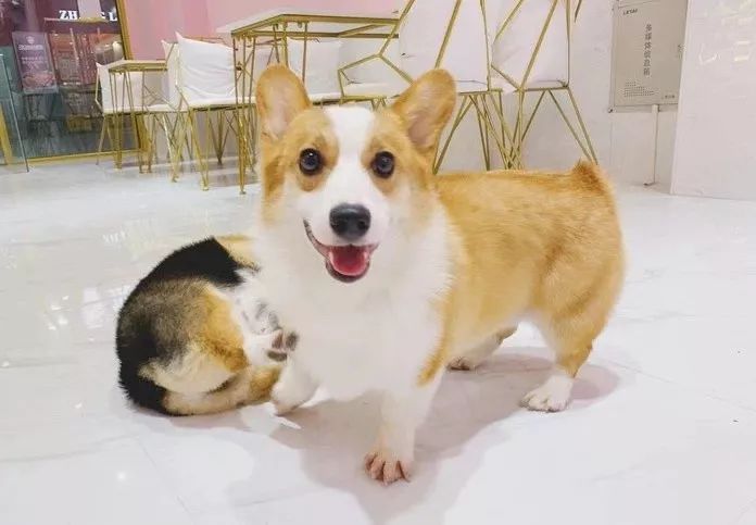 2019宠物排名,2022宠物排行榜