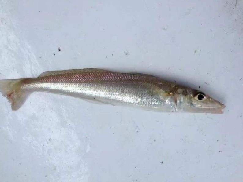 海边钓鱼钓不着怎么办,体会不到台钓的快乐