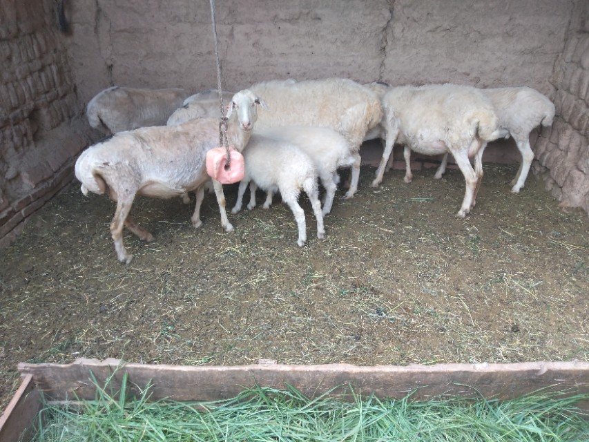 农村两只公羊打架,一群公羊打架视频