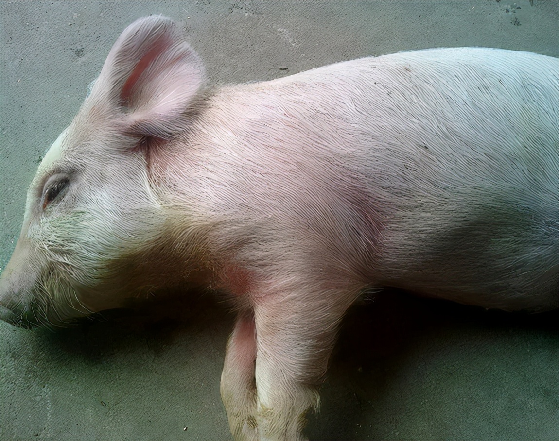 猪张嘴喘气叫声嘶哑怎么治疗,猪呼吸急促喘气是啥病