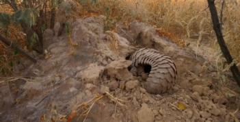 穿山甲报应,报应啊