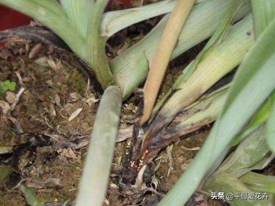 绿萝吊兰能活多久,怎么拯救要死的绿萝