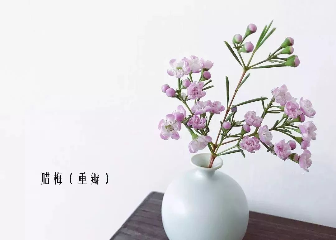 花店里同款的两种不同价格的花材,花店最容易被顾客误解的几种花材