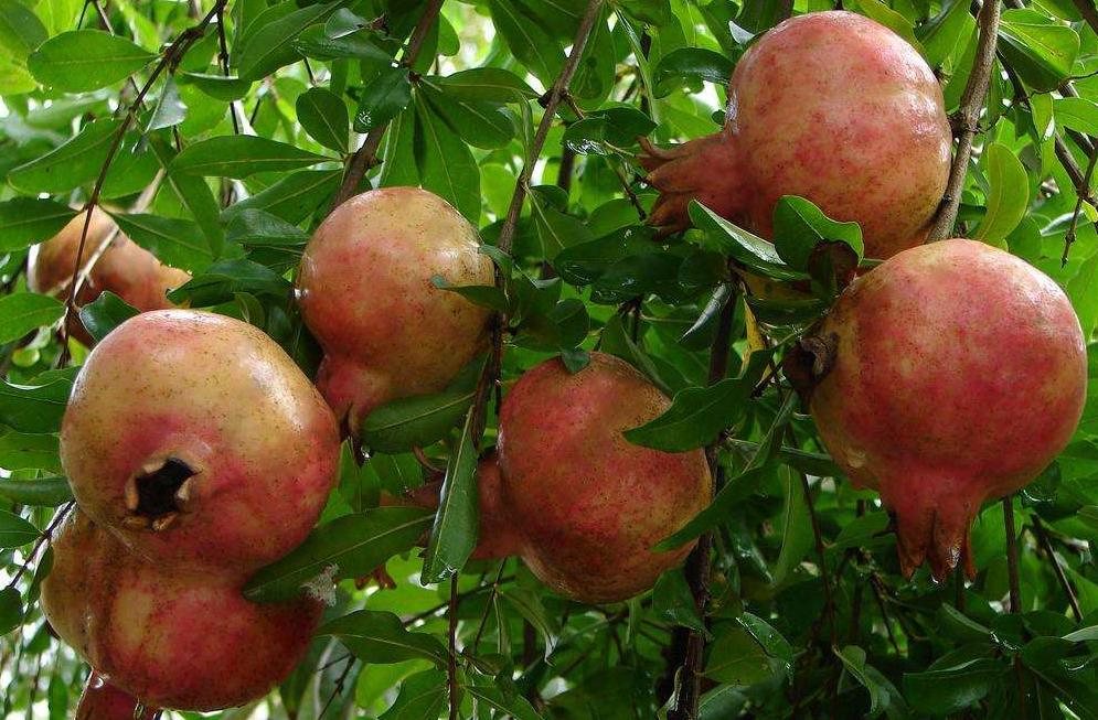 石榴干腐病防控措施,石榴叶枯病防治方法