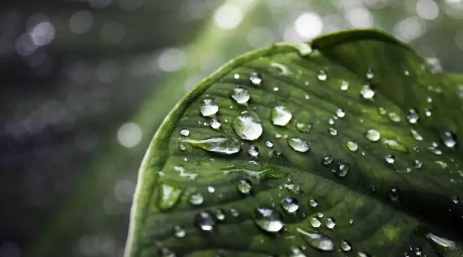 长期吃肉会出现什么情况,痰湿跟吃肉有关系吗