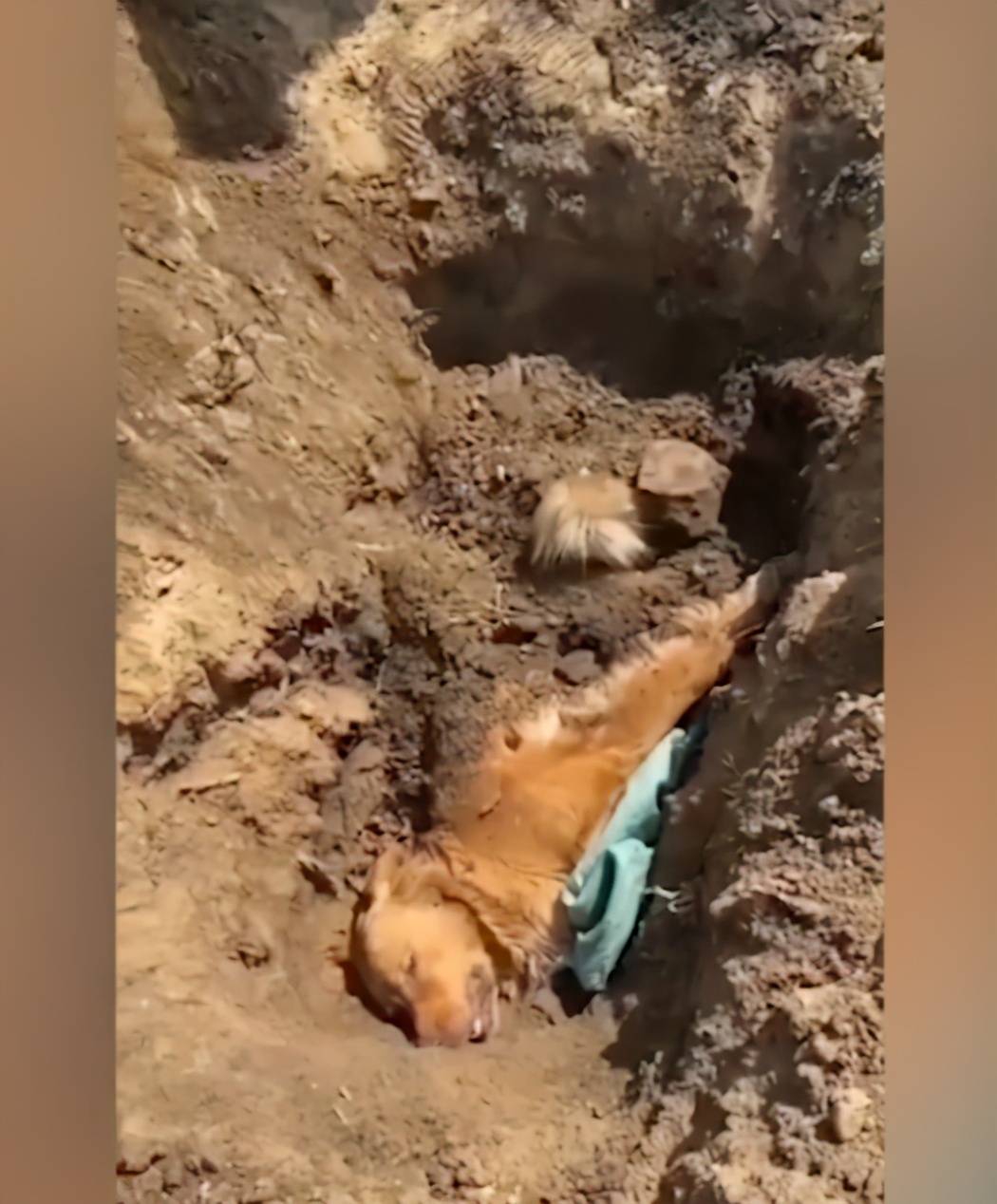 狗被碾压口吐白沫仍坚持喂奶,狗妈目睹狗崽被汽车碾压死